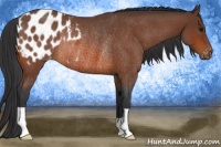 Horse Color:Bay Roan Blanket Rabicano 