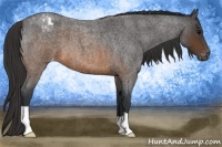 Horse Color:Brown Roan Appaloosa 