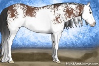 Horse Color:White Spotted Bay Splash Appaloosa Rabicano