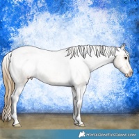 Horse Color:Buckskin Roan Appaloosa