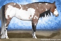 Horse Color:White Spotted Bay Roan Frame 