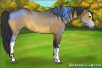 Horse Color:White Spotted Buckskin 