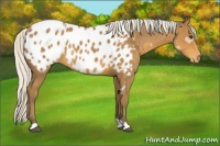 Horse Color:Silver Buckskin Appaloosa 