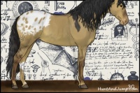 Horse Color:Liver Red Dun Appaloosa Rabicano 