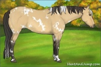 Horse Color:White Spotted Buckskin Dun 