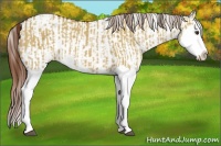 Horse Color:Red Dun Splash and Red Dun Splash