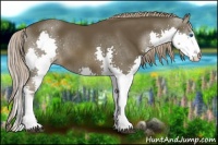 Horse Color:Liver Chestnut Splash 