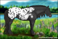 Horse Color:Liver Chestnut Appaloosa 