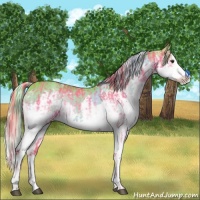 Horse Color:Watercolor White Spotted Liver Chestnut Splash Rabicano and Watercolor White Spotted Chocolate Palomino Splash Rabicano