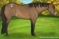 Horse Color:Bay Dun Appaloosa Brindle 