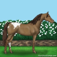 Horse Color:Liver Red Dun Snowcap Brindle 