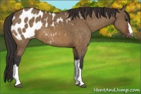 Horse Color:Brown Dun Blanket Brindle 