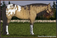 Horse Color:Brown Dun Appaloosa Brindle 