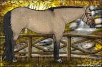 Horse Color:Brown Dun Brindle 