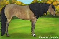 Horse Color:Brown Dun Brindle 