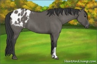 Horse Color:Grullo Appaloosa Brindle 