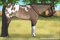 Horse Color:Bay Dun Appaloosa Brindle 