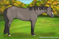 Horse Color:Grullo Appaloosa Brindle 