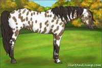Horse Color:Liver Red Dun Appaloosa Brindle