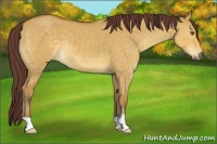 Horse Color:Chocolate Buckskin Dun 