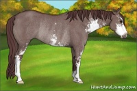Horse Color:Chocolate Grullo Sabino Rabicano 
