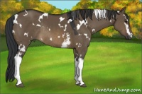 Horse Color:White Spotted Brown Dun Rabicano 