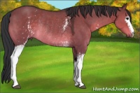 Horse Color:White Spotted Brown Dun Rabicano 