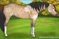 Horse Color:White Spotted Brown Ice Dun Rabicano 