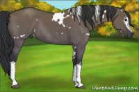 Horse Color:White Spotted Grullo Rabicano