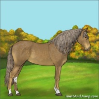Horse Color:Chocolate Palomino 