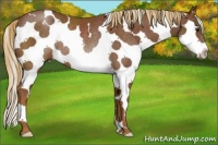 Horse Color:White Spotted Chestnut Splash Rabicano 