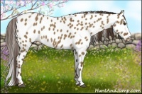 Horse Color:Liver Red Dun Leopard 