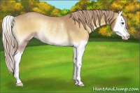 Horse Color:Palomino Roan Onyx Splash Rabicano 
