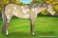 Horse Color:White Spotted Chocolate Palomino Dun Sabino Rabicano