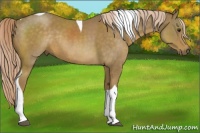 Horse Color:Chocolate Palomino Tobiano Rabicano 