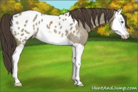 Horse Color:Smoky Grullo Splash Appaloosa 