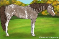 Horse Color:White Spotted Liver Chestnut Ice Rabicano 