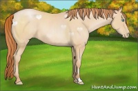 Horse Color:Buckskin Roan Pearl