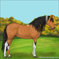 Horse Color:Gray Buckskin Tobiano 