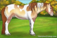 Horse Color:Gold Champagne Onyx Tobiano 