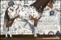 Horse Color:Liver Chestnut Splash Near Leopard 