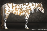 Horse Color:Buckskin Appaloosa 