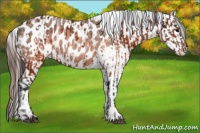 Horse Color:Brown Appaloosa and Brown Roan Appaloosa