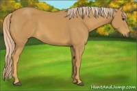 Horse Color:Palomino 