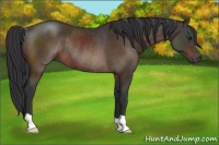 Horse Color:Brown Rabicano 