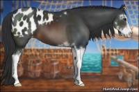 Horse Color:Brown Sabino Appaloosa 