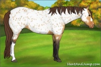Horse Color:Bay Dun Appaloosa 