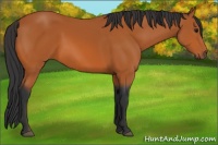 Horse Color:Bay 