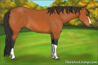 Horse Color:Bay 