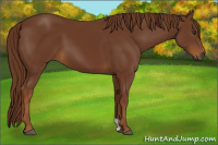 Horse Color:Gray Chestnut 